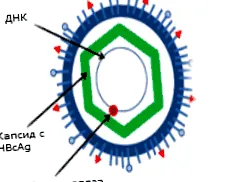 hepatitis megelőzésére mikrobiológia