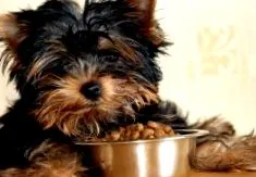 Canin Veterinary állati eredetű