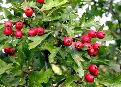 enciklopédiája