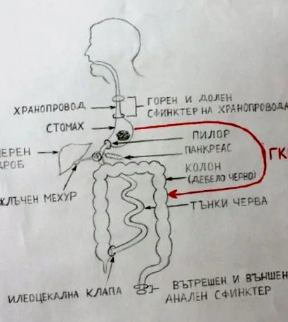 gastrokolikus