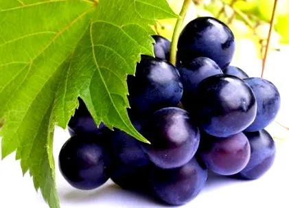 szőlő