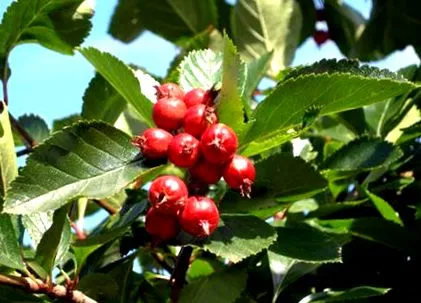 Galagonya Crataegus