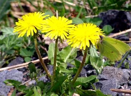 officinale officinale