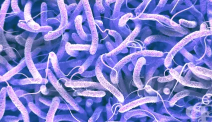 vibrio vibrio