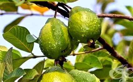 psidium guava
