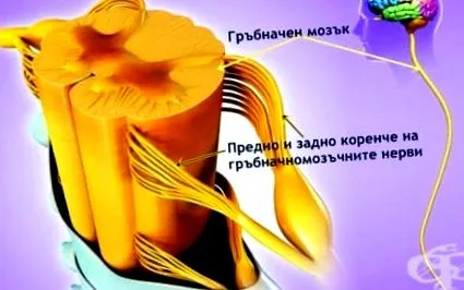 medulla gerincvelő