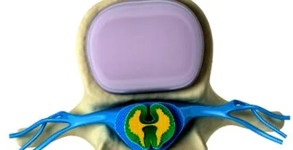 gerincvelő vagy