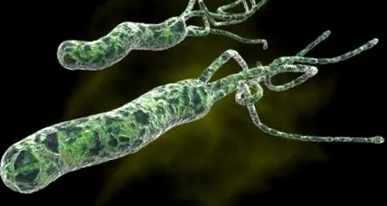 pylori Helicobacter pylori fertőzés
