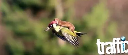 weasel neten