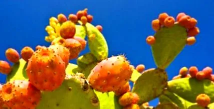 cactus cactus