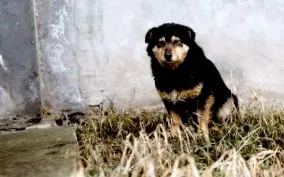 sterilizálása