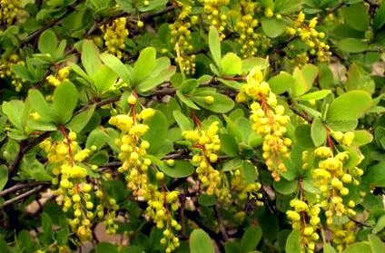 vulgaris