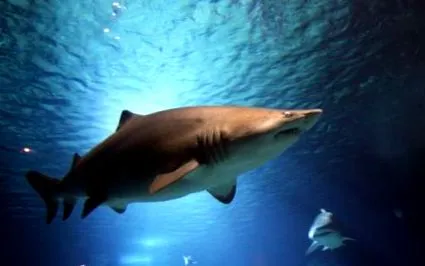 megalodon