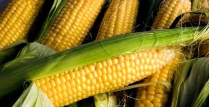 aflatoxinok aflatoxinok