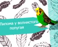 törpepapagáj törpepapagáj