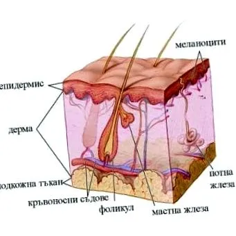 cutis commune