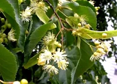 tilia
