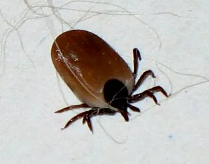 lyme-kór lyme-kór