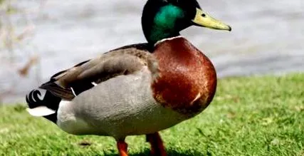 kürtnek kürtnek