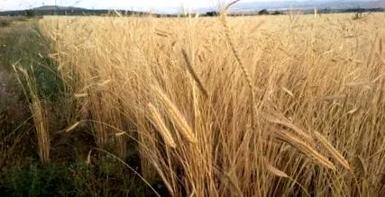 einkorn einkorn