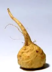maca maca