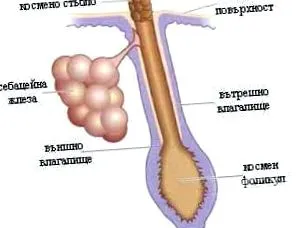 sebaceae anatómia