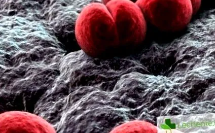 meningococcus meningococcus