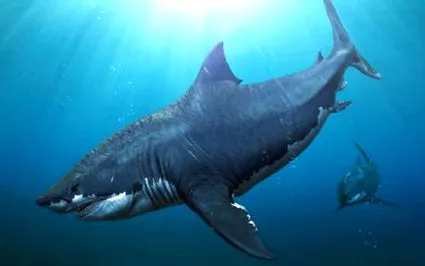 méretű megalodonnak
