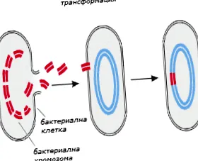mikrobiológia öröklődés