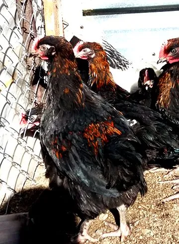 araucana