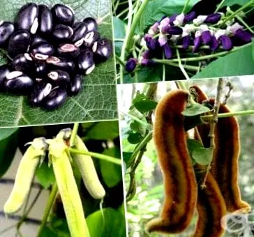 kavcha mucuna