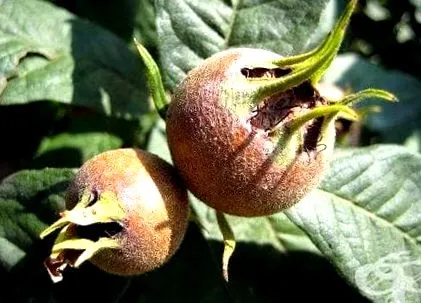 botanika germanica