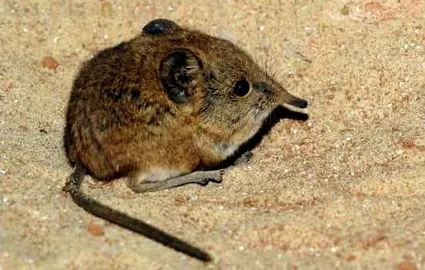 rágcsálók