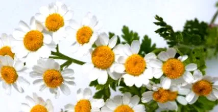 maiden tansy