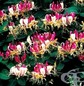 lonicera caprifolium