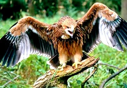 sasokat