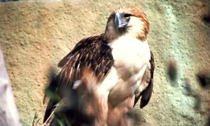 majomfaló egymástól kivéve