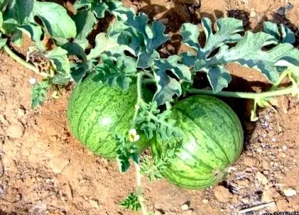 növekvő dinnye