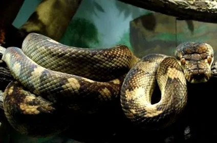 python ágyában