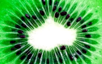 kiwi kiwi