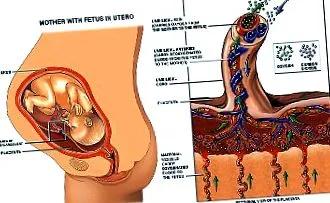 előtti placenta