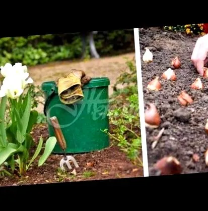 ősszel tulipán