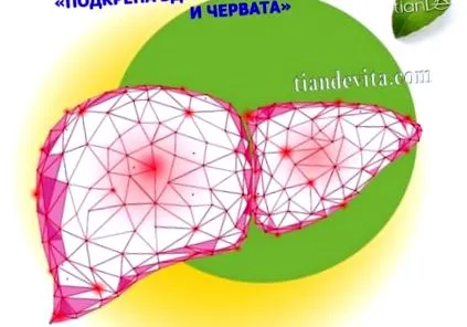 támogató tiande