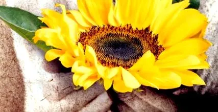 gogh gogh