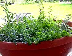 Antioxidáns antibakteriális elhanyagolt