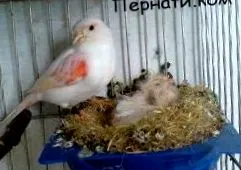 hibrid