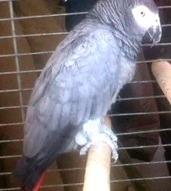 psittacosis betegség