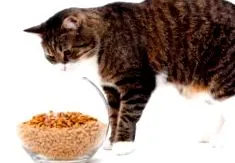 royal canin
