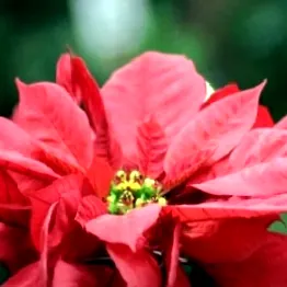 bg-mamma rosacea