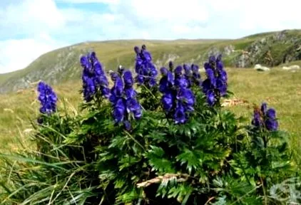 Aconitum napellus napellus